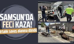 Samsun'da canlı hayvan yüklü tır kaza yaptı! Ağır yaralandı