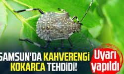 Samsun'da kahverengi kokarca tehdidi! Uyarı yapıldı