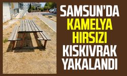 Samsun’da kamelya hırsızı kıskıvrak yakalandı