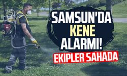 Samsun'da kene alarmı! Ekipler sahada