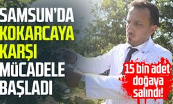 Samsun’da kokarcaya karşı mücadele başladı: 15 bin adet doğaya salındı!
