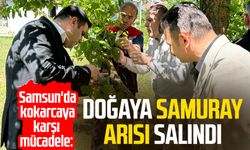 Samsun'da kokarcaya karşı mücadele: Doğaya samuray arısı salındı