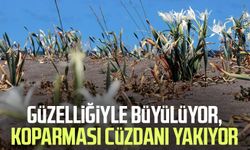 Güzelliğiyle büyülüyor, koparması cüzdanı yakıyor