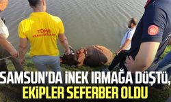 Samsun'da inek ırmağa düştü, ekipler seferber oldu