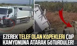 Ezerek telef olan köpekleri çöp kamyonuna atarak götürdüler!
