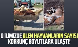 O ilimizde ölen hayvanların sayısı korkunç boyutlara ulaştı!