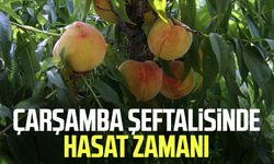 Samsun Çarşamba şeftalisinde hasat zamanı