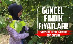 10 Ağustos 2025 güncel fındık fiyatları: Samsun, Ordu, Giresun son durum