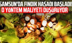 Samsun'da fındık hasadı başladı! O yöntem maliyeti düşürüyor