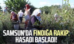 Samsun'da fındığa rakip: Aronya hasadı başladı!