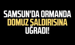 Samsun'da ormanda domuz saldırısına uğradı!