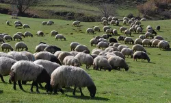 Kavak’ta Hayvancılık, Yayla Kültürü ve Köy Yaşamı