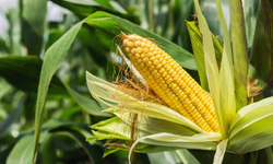 Asarcık’ta Organik Ürünler ve Sessiz Tatil Noktaları