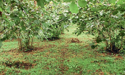 Fındık Bahçelerini Yeniden Canlandırmak: Modern Tarım Teknikleri