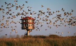 Bafra’da Kızılırmak Deltası Fotoğraf Noktaları