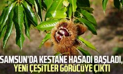 Samsun’da kestane hasadı başladı, yeni çeşitler görücüye çıktı
