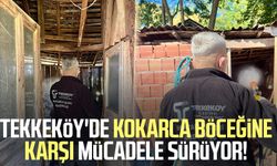 Tekkeköy'de kokarca böceğine karşı mücadele sürüyor!