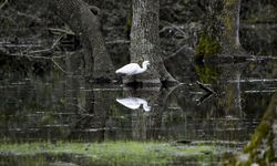 19 Mayıs İlçesi Gezi Rehberi: Doğa Yolları