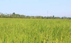 Terme Pirinç Tarlaları ve Amazon Kadınları Efsanesi