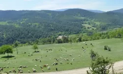 Asarcık Yaylaları: Doğa ve Temiz Hava Rotası