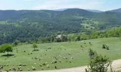 Asarcık Yaylalarında Doğal Yaşam
