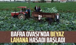 Bafra Ovası’nda beyaz lahana hasadı başladı