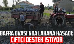 Bafra Ovası'nda lahana hasadı: Çiftçi destek istiyor