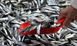 Alaçam’da Balıkçı Kültürü ve Sade Sahil Yaşamı