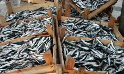 Alaçam’da balıkçılık kültürü ve kıyı kasabası yaşamı