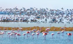 19 Mayıs İlçesi’nde Kuş Gözlemciliği ve Kızılırmak Deltası Deneyimi