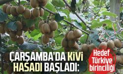 Çarşamba’da kivi hasadı başladı: Hedef Türkiye birinciliği