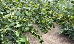 KGM 7. Bölge Müdürlüğü Taşınmaz Satış İlanı