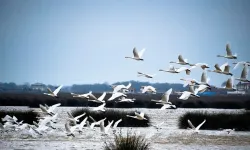 Bafra Kızılırmak Deltası’nda Kışın Kuş Gözlemi ve Sessizlik