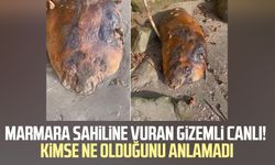 Marmara sahilinde gizemli canlı paniği!