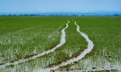 Terme Ovası’nda Pirinç Tarlaları ve Tarımın Kalbi