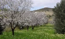 Samsun’da Bahar Aylarında Açan En Güzel Çiçek Rotaları
