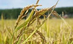 Terme Ovası’nda pirinç tarlalarından sofraya yolculuk