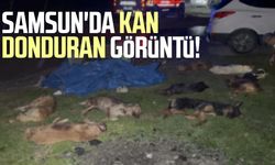 Samsun'da kan donduran görüntü!