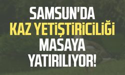 Samsun'da kaz yetiştiriciliği masaya yatırılıyor!