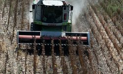 Terme Ovası’nda Kış Tarımı