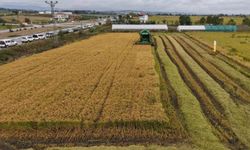 Bafra Ovası’nın Yüzyıllardır Süren Tarımsal Düzeni