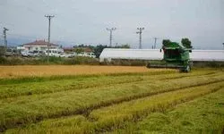 Bafra Ovası’nın Bölge Yaşamına Yön Veren Rolü