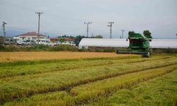 Bafra İlçesi Rehberi: Tarih, Ova ve Kültür