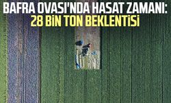 Bafra Ovası'nda hasat zamanı: 28 bin ton beklentisi