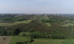 Çarşamba Ovası’nın Yerleşim Kültürüne Etkisi