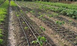 Çarşamba İlçesi ve Ovası Hakkında Genel Bilgiler