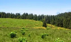 Ladik’in Yayla Kültürünün Geleneksel Yaşam Biçimine Katkısı