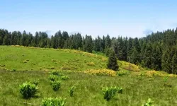 Ladik’in Yayla Kültürünün Geleneksel Yaşamı