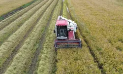 Bafra Ovası’nın Yüzyıllardır Süren Tarımsal Düzeni