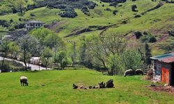 Salıpazarı’nda Geleneksel Köy Yaşamının Sürekliliği